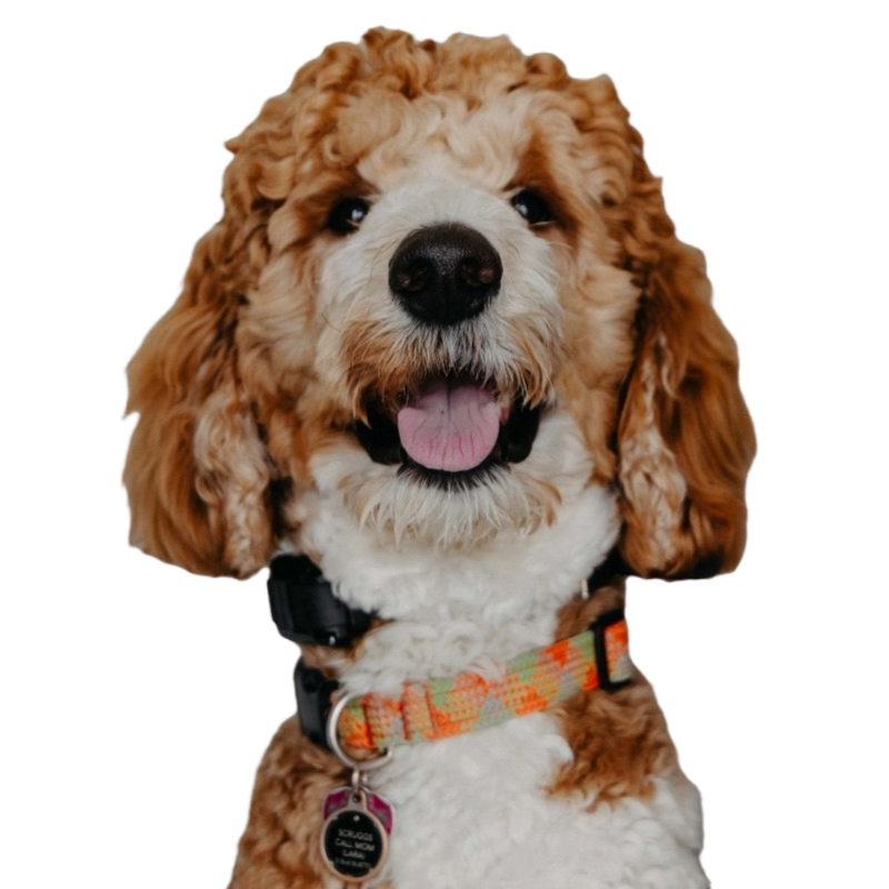 dental office pet friendly west coxsackie